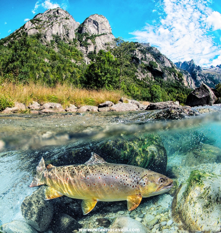 dolomites alps mountain trota marmorata fishing fresh water underwater photography gopro dome brown trout trota fario