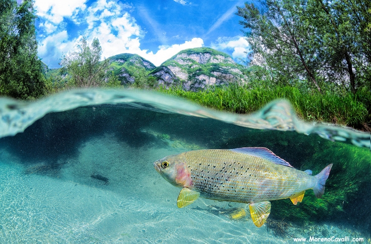 dolomites alps mountain streams river fishing grayling fresh water gopro dome temolo