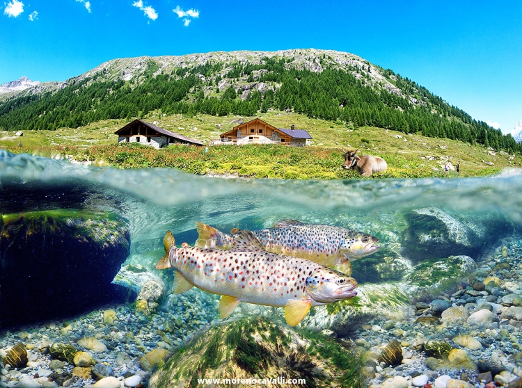 underwater photographer gopro dome park adamello easy dive mares fishing rivers alps dolomites trout underwater underwater photo