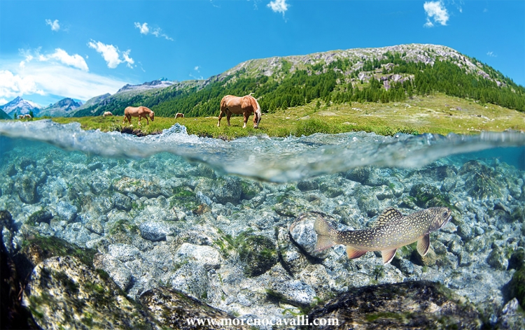 underwater photographer gopro dome park adamello trout easy dive mares fishing rivers alps dolomites underwater photo
